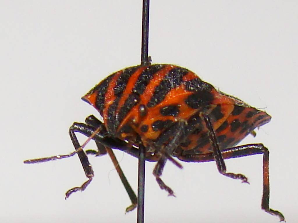 dsc03572.jpg